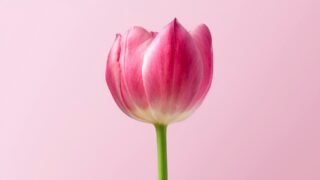 ケアマネージャーが移住して働くには？後悔しない仕事探しのコツ7選 